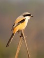 /album/some-overseas-trips/long-tailed-shrike-2-corbett-jpg/